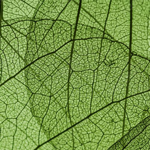 A REINFORCED NATURALITY